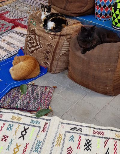 chats maroc (3)