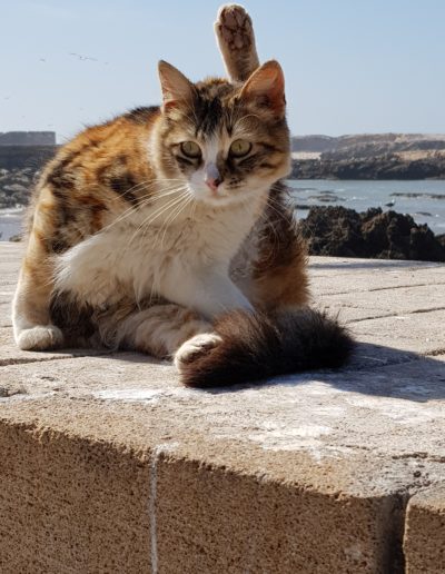 chats maroc (6)